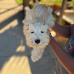Green collar - Wheaten male Miniature Schnauzer puppy in Santa Ana, California from The_K_Schnauzers