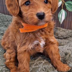 Goldendoodle Puppies from Abidoodles Florida