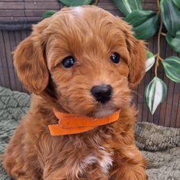 Goldendoodle Puppies from Abidoodles Florida