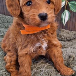 Goldendoodle Puppies from Abidoodles Florida