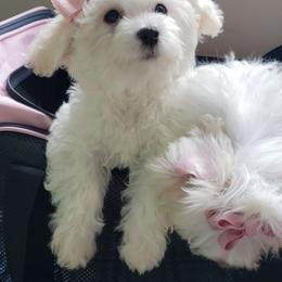 Nikita - White female Maltipoo puppy in Crestview, Florida from Little Cupcakes and Little Pumpkins Maltipoos