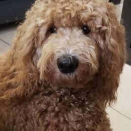 Goldendoodles from Rusty & Ruby's Goldendoodles