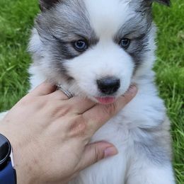 Pomsky Puppies from SoCal Pomskies LLC