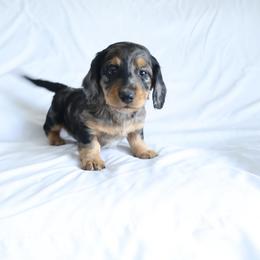 Beau - Dapple male Dachshund puppy in Fredericksburg, Ohio from William's Dachshunds