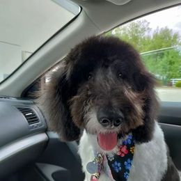 Goldendoodles from Izzy's Doodles