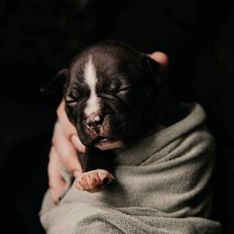 American Bully and Boston Terrier Puppies from Greenberg's Boston Terriers & Bullies of Metro Detroit