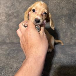 Honey - Red male Dachshund puppy in Merced, California from JBDKennel