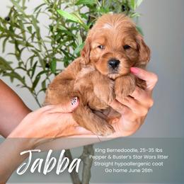 Jabba - Red male Bernedoodle puppy in South Jordan, Utah from Wonderful World Doodles