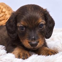 Benny - Red male Dachshund puppy in Fredricktown, Missouri from Ivy Cream Dachshunds