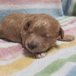 Max - Apricot male Poodle puppy in Kannapolis, North Carolina from Carolina Great Danes & Toy Poodles