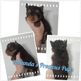 Max - Chocolate and tan male Yorkshire Terrier puppy in Wartburg, Tennessee from Amanda's Precious Pups