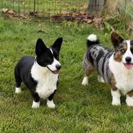 Cardigan Welsh Corgi puppies from DnD Corgis