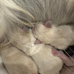 4th pick girl - Light golden female Golden Retriever puppy in Petaluma, California from Contango Goldens