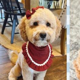 Willow - Goldendoodle
