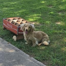 Goose - Dachshund