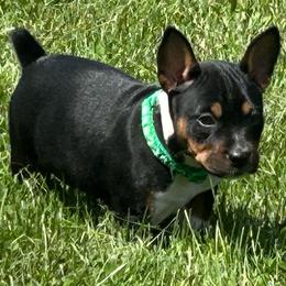 Sid - Black white and tan male Rat Terrier puppy in Canandaguia, New York from Mary ann Whipple's Old Dominion Terriers