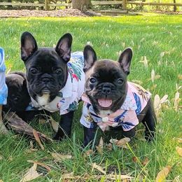 French Bulldogs from Pardon My Frenchie Puppies