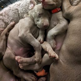 Weimaraner Puppies from SilverRush Weimaraners