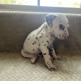 Chestnut - White and liver brown male Dalmatian puppy in Fort Walton Beach, Alabama from Kasens Dalmatians