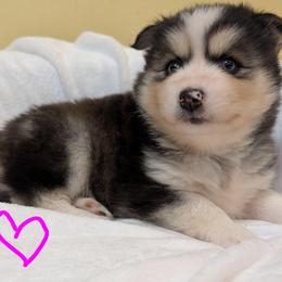 PxD g4 - Black and white female Pomsky puppy in Charlotte, Michigan from Moore Pomskies