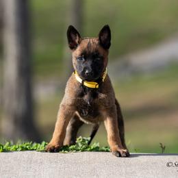N-Yellow Female - Yellow female Dutch Shepherd puppy in Alum Creek, West Virginia from Stay Wild K9