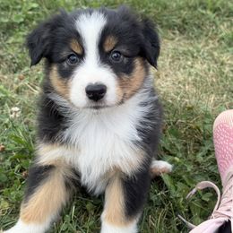 Kinder - Black tri-color female Australian Shepherd puppy in Ashland, Ohio from SS Australian Shepherds