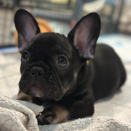 T-Bone - Black and tan male French Bulldog puppy in Washington from Pawcific Coast Bullies