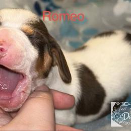 Romeo - Chocolate and tan male Dachshund puppy in Nashville, Tennessee from Dunham Dachshunds