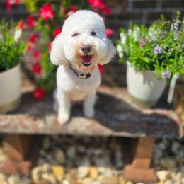 Luna - Goldendoodle