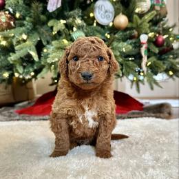 Male 1 - Red  male Goldendoodle puppy in Brooksville, Florida from Kruger Doodles