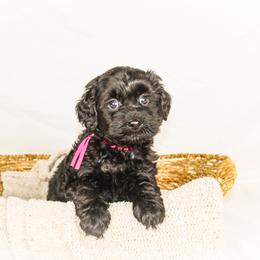 Melon - Black female Goldendoodle puppy in Cleveland, Georgia from The O.G. Doodles