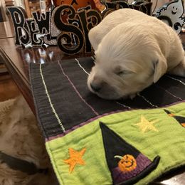 Golden Retriever Puppies from Tupelo Honey Farm's Golden Retrievers