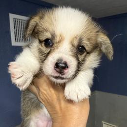 White Collar Female - Red female Pembroke Welsh Corgi puppy in Victoria, Texas from Clear Creek Corgis