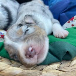 Everest - Blue merle male Australian Shepherd puppy in Trail, Oregon from Stapp's Australian Shepherds