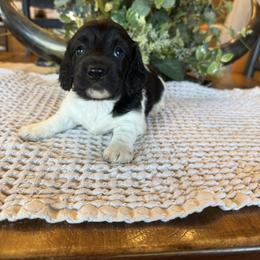 Cooper - Piebald male Dachshund puppy in Aurora, Missouri from Baker Farms