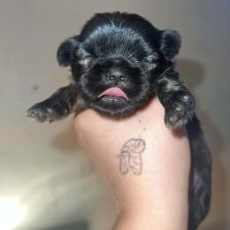 Moo - Black and tan male Shih Tzu puppy in Azusa, California from RJ Shih Tzu lover