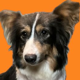 Melee - Pembroke Welsh Corgi