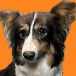 Melee - Pembroke Welsh Corgi