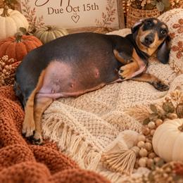 Dachshund puppies from The Dachshund Den