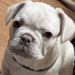 Bruce - White male French Bulldog puppy in East Greenwich, Rhode Island from DaSilvas Estrella AKC