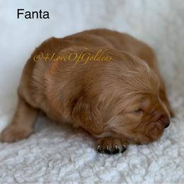 Fanta - Dark golden male Golden Retriever puppy in La Verne, California from 4LoveofGoldens