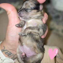 Sable merle - Orange sable female Pomeranian puppy in Salem, Oregon from Valley Aussies