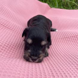Captain - Silver male Schnoodle puppy in Lathrop, Missouri from RR Schnoodles