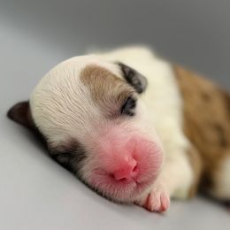 Sheepadoodles from River City Doodles TN