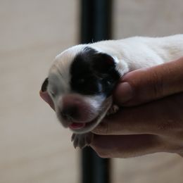 Girl 7 - female Australian Cattle Dog puppy in Buffalo Valley, Tennessee from Buffalo Valley Breeders