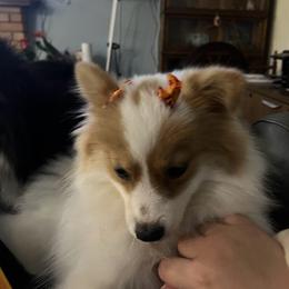 Ari - Pomeranian