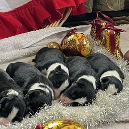 Border Collies from Jackson’s Family Farm
