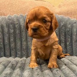 Juliet-Pink - Ruby female Cavalier King Charles Spaniel puppy in London, Arkansas from Frosty’s Cavaliers