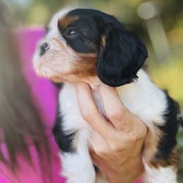 Knight - Tri-color male Cavalier King Charles Spaniel puppy in Mount Dora, Fl, Florida from Breezy Palms Puppies