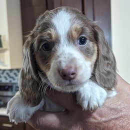 Boy 2 - Piebald Dachshund puppy in Homosassa, Florida from Foxies Doxies